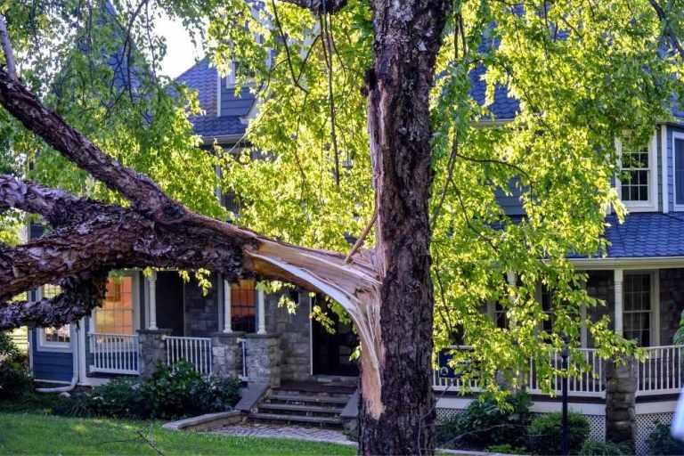 A tree has a broken branch in the front yard of a house.